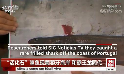 ʯ~(y)F(xin) Ͱͬ