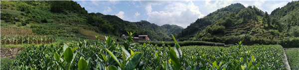 大竹園的茶旅產(chǎn)業(yè).jpg