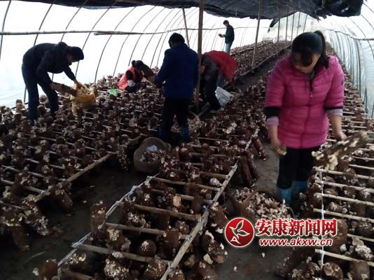 勝利村豐收香菇采摘中 (2).jpg